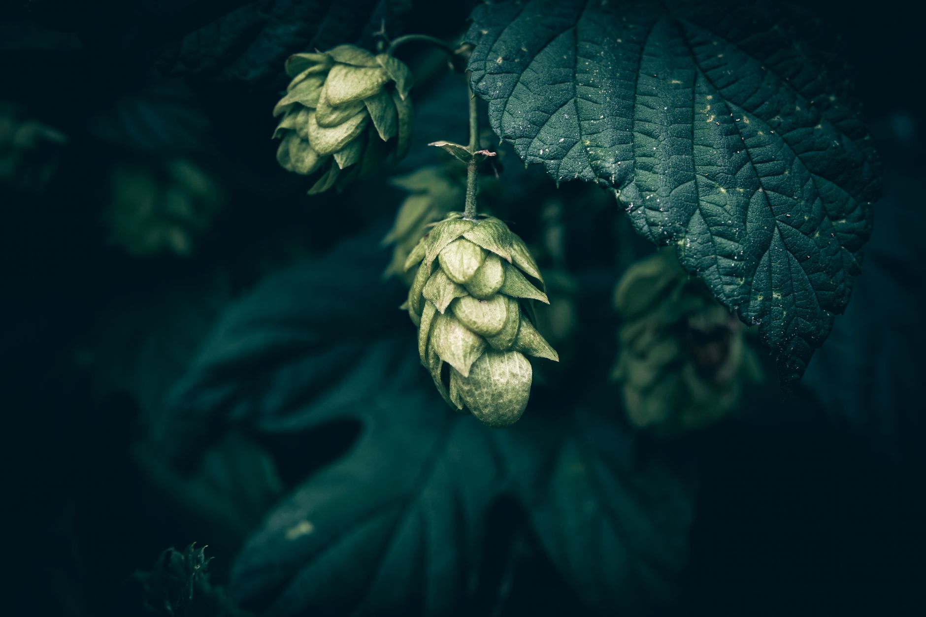 Café Escape dish