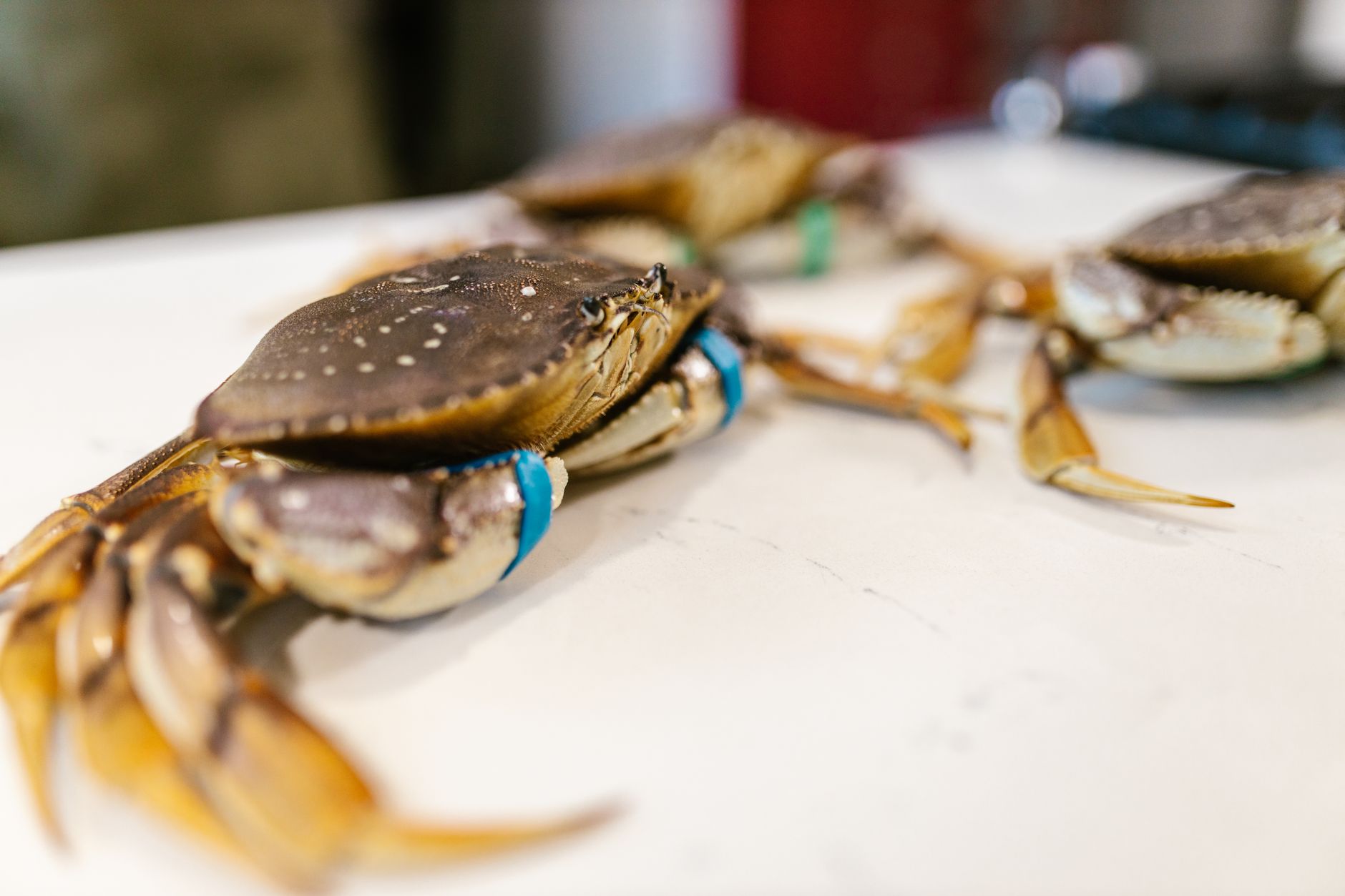 Joes Stone Crab