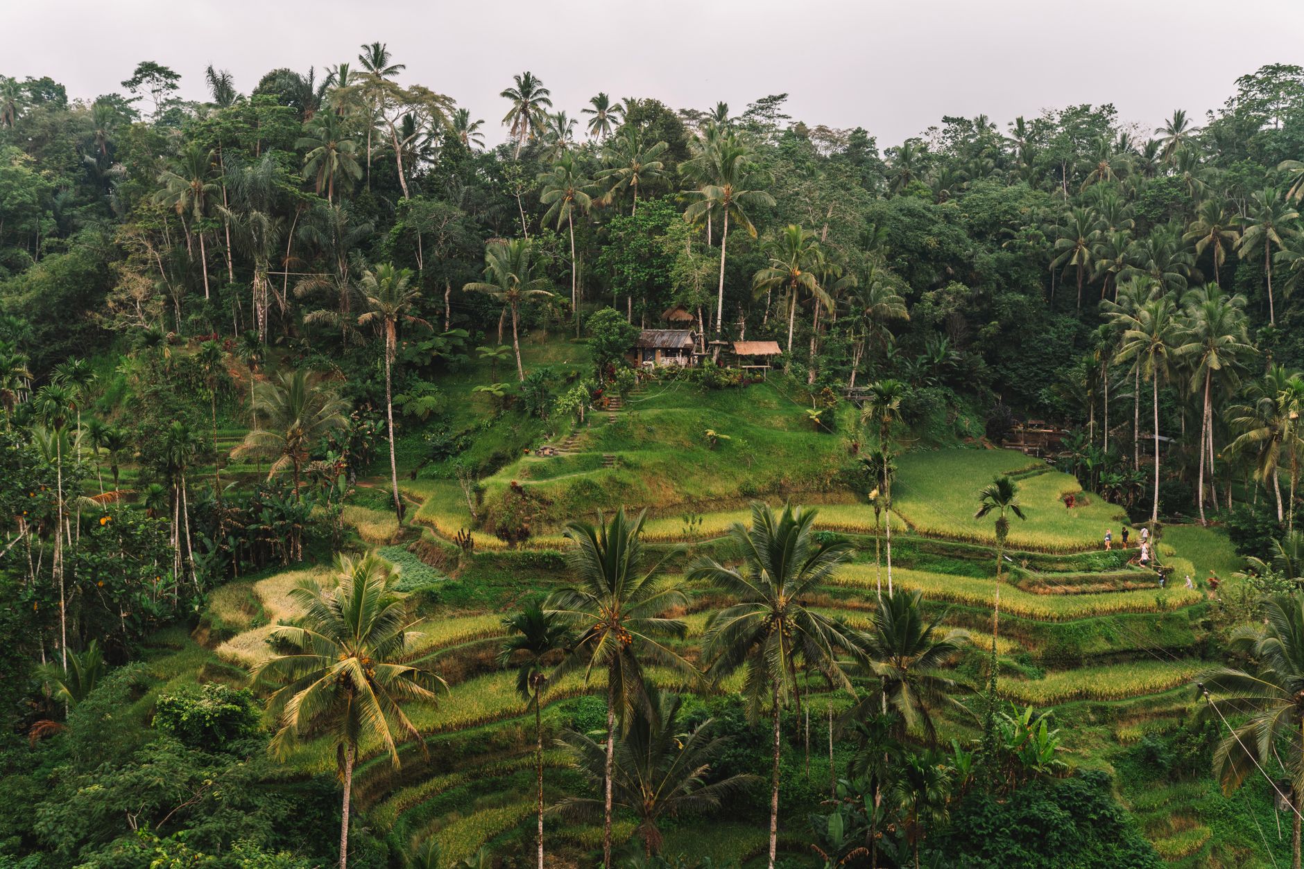 Locavore Ubud Modern Indonesian