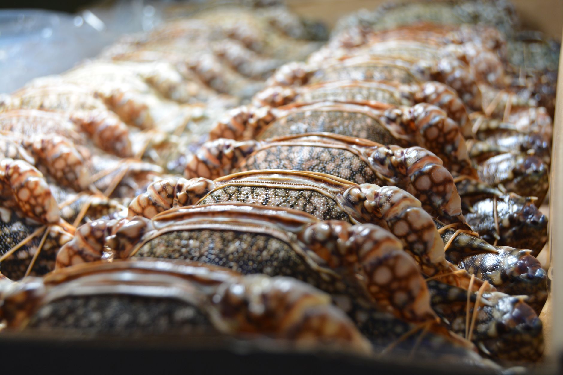 Kepiting Kenari Klandasan East Kalimantan Seafood