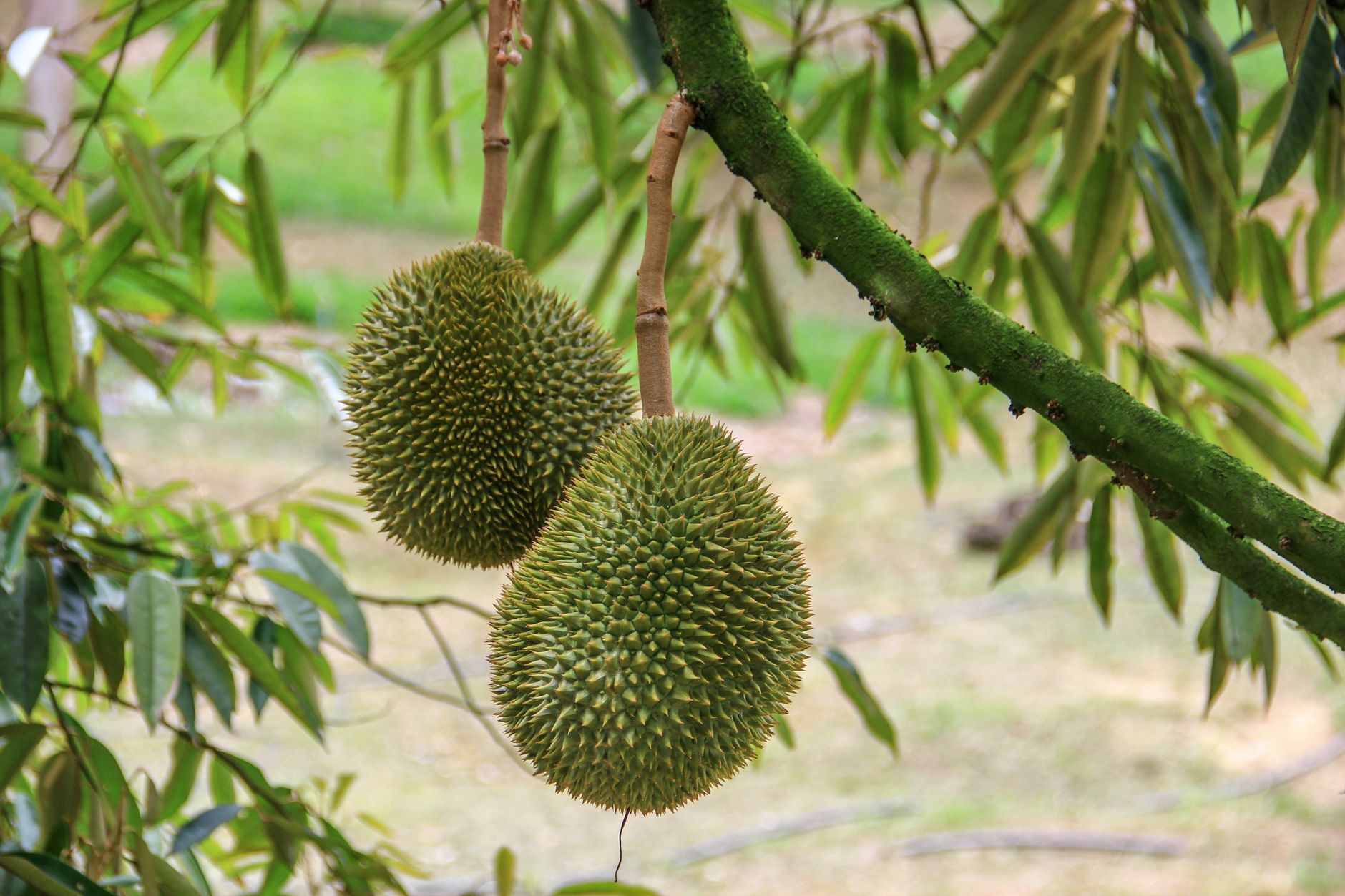 Ucok Durian signature dish